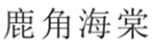  鹿角海棠